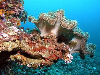 Vibrant underwater coral reef scene with colorful marine life