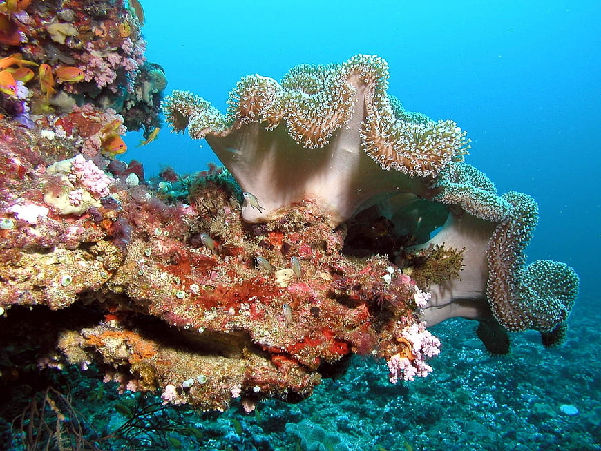 Vibrant underwater coral reef scene with colorful marine life