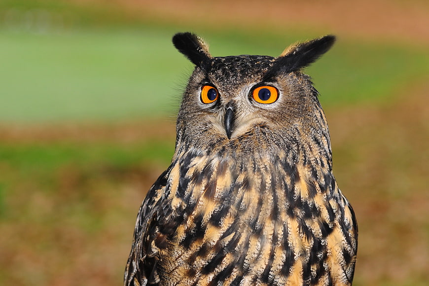 Close-up portrait of European Eagle Owl with intense orange eyes