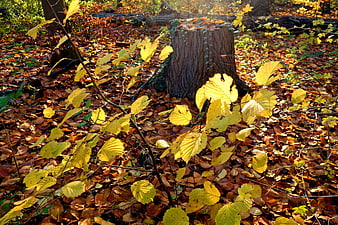 Sunlit yellow leaves and tree stump in autumn forest