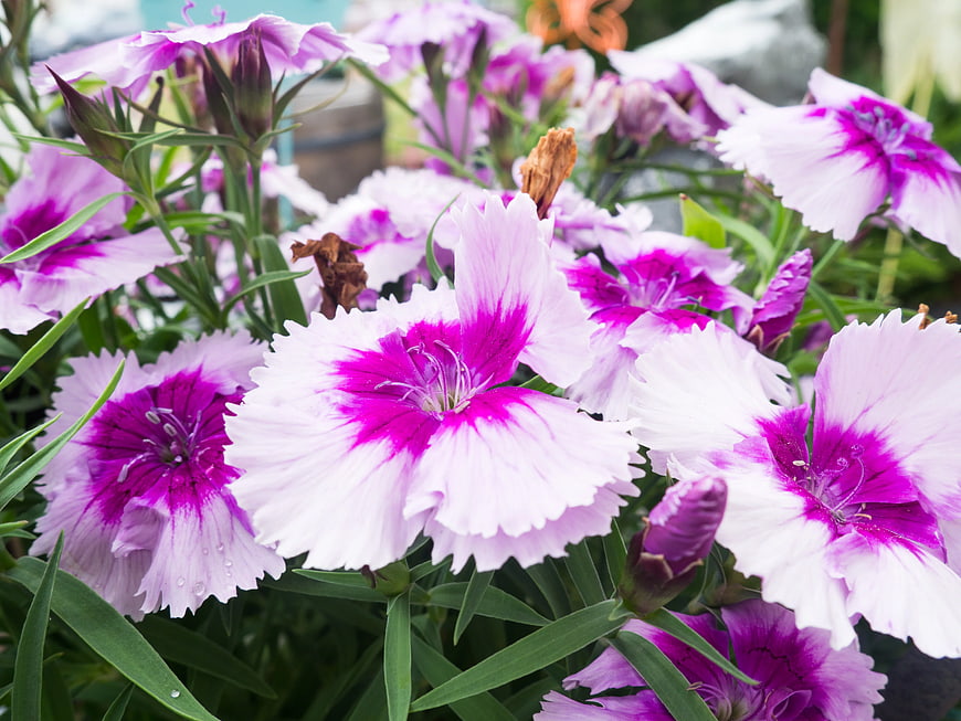 Close-up of blooming pink and white dianthus flowers