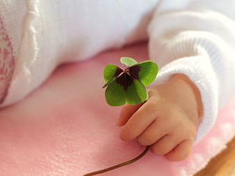 Baby hand holding four leaf clover on pink background