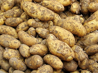 Freshly Harvested Yellow Potatoes with Soil