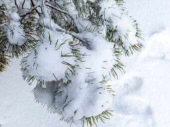 Snow-covered pine branches in winter landscape