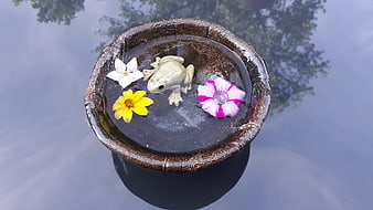 Ceramic frog statue with floating flowers in water
