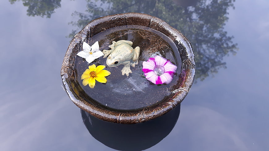 Ceramic frog statue with floating flowers in water