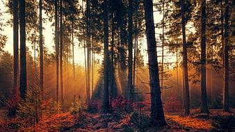Sunbeams shining through misty autumn pine forest