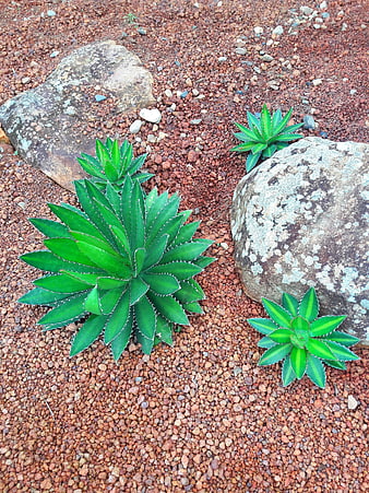 Aloe Vera Plants Growing in Red Gravel Garden