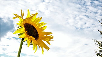 Bright Yellow Sunflower Against Blue Sky with Clouds