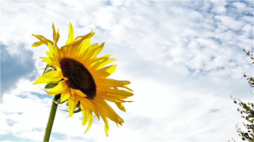 Bright Yellow Sunflower Against Blue Sky with Clouds