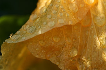 Macro photography of yellow flower petals with water droplets