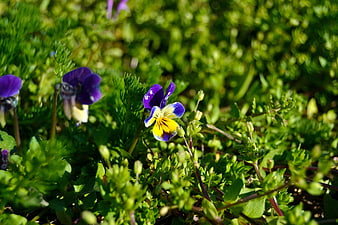 Close-up of purple and yellow wild pansy in green grass