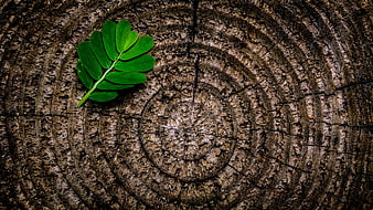 Green Leaf on Textured Tree Stump Cross Section