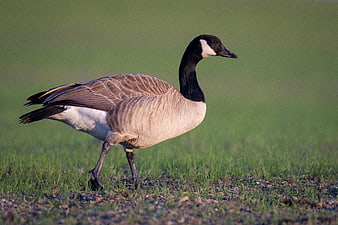 Canada Goose Walking on Green Grass Field