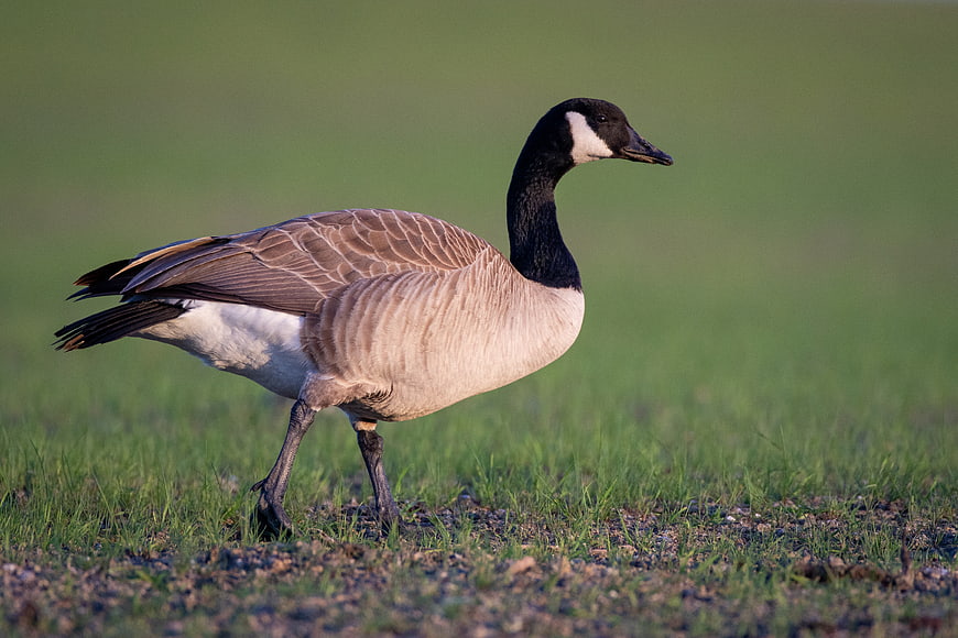 Canada Goose Walking on Green Grass Field