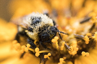 Macro Close-Up of Bumblebee Covered in Pollen on Yellow Flower