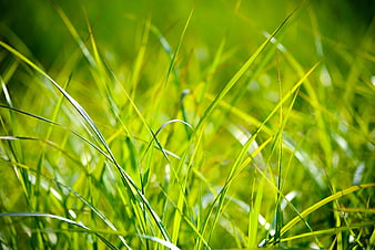 Vibrant Green Grass Blades Backlit By Sunlight In A Lush Meadow