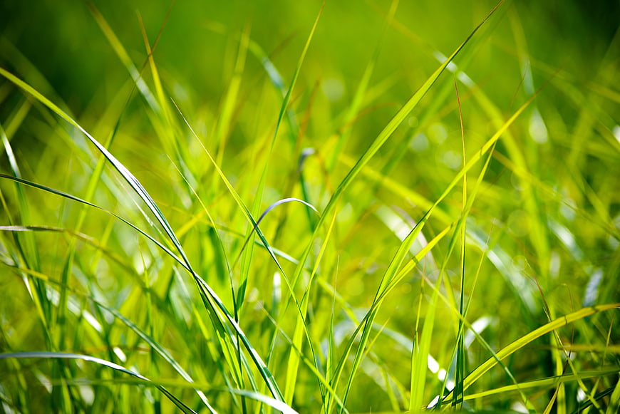 Vibrant Green Grass Blades Backlit By Sunlight In A Lush Meadow