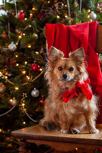 Cute Long-Haired Chihuahua with Red Bow in Front of Christmas Tree