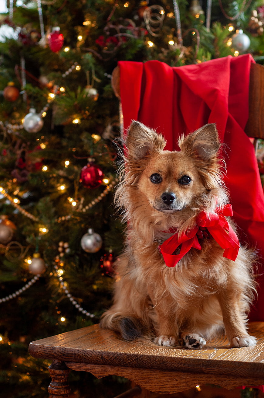 Cute Long-Haired Chihuahua with Red Bow in Front of Christmas Tree