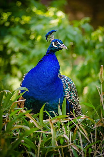 Vibrant Blue Peacock Standing in Green Grass