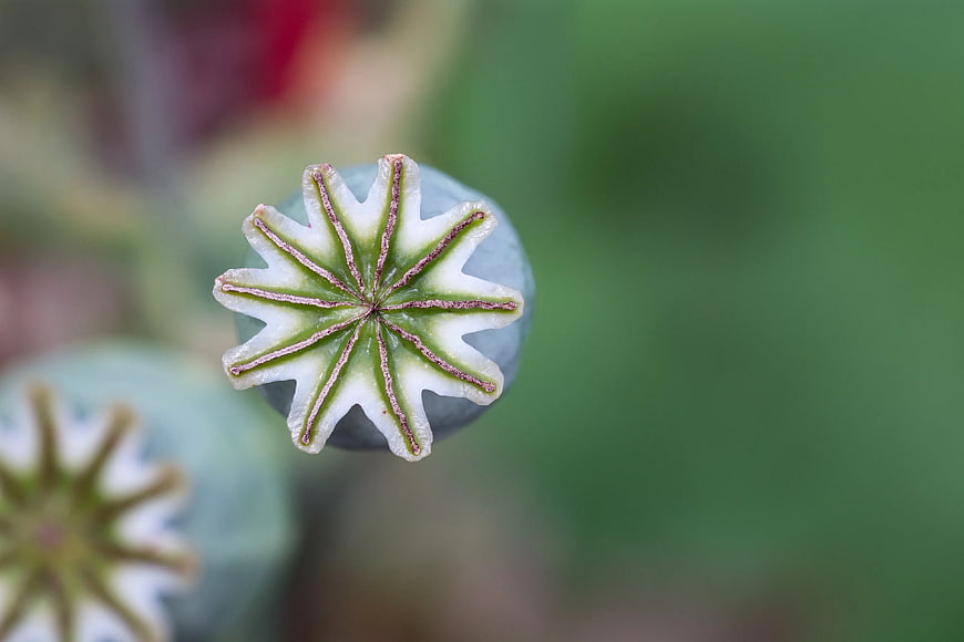 Macro Close-Up of Poppy Seed Pod Crown