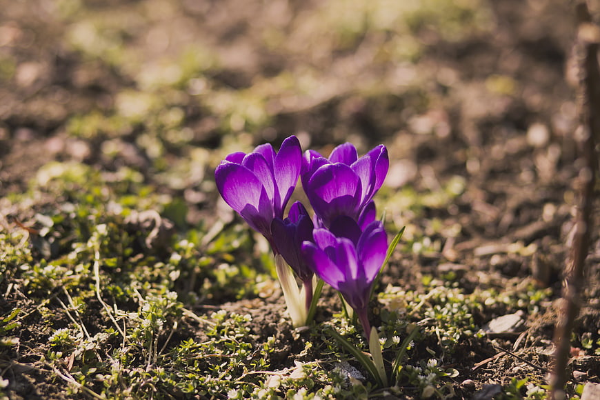 Purple Crocus Flowers Blooming in Spring Soil
