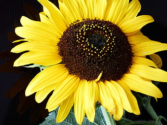 Close-up of a vibrant yellow sunflower on black background