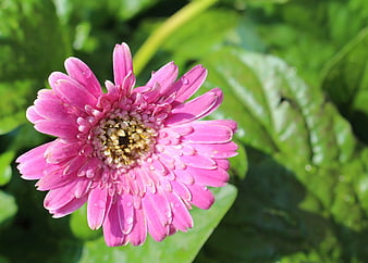 Close-up of pink gerbera daisy with water droplets