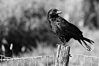 Black and white crow perched on a wooden fence post