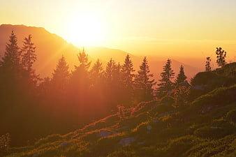 Golden Sunset Over Mountain Pine Forest Silhouette