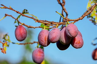 Ripe Red Plums Hanging On A Tree Branch Against Blue Sky
