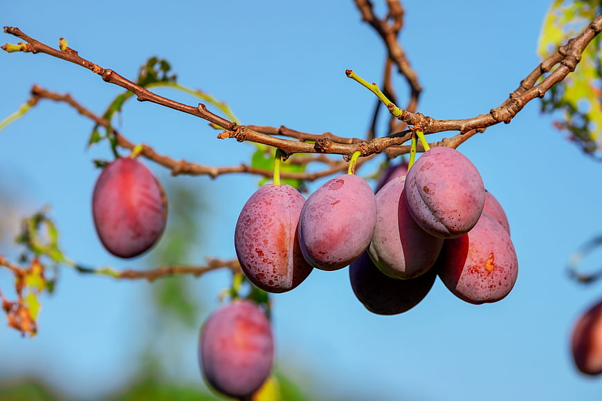 Ripe Red Plums Hanging On A Tree Branch Against Blue Sky