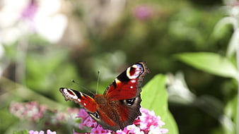 Peacock Butterfly on Pink Flowers in Garden