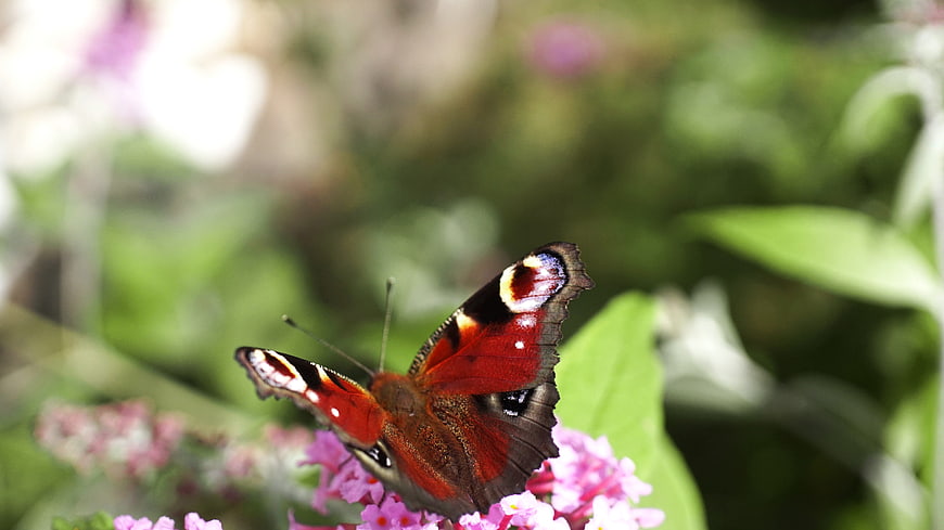 Peacock Butterfly on Pink Flowers in Garden
