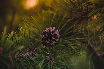 Close-up of pine cone on branch with green needles