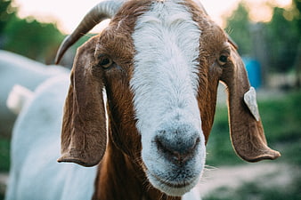 Close-up portrait of a brown and white goat with floppy ears