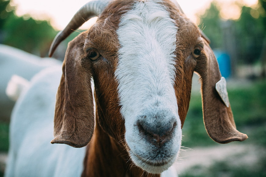 Close-up portrait of a brown and white goat with floppy ears