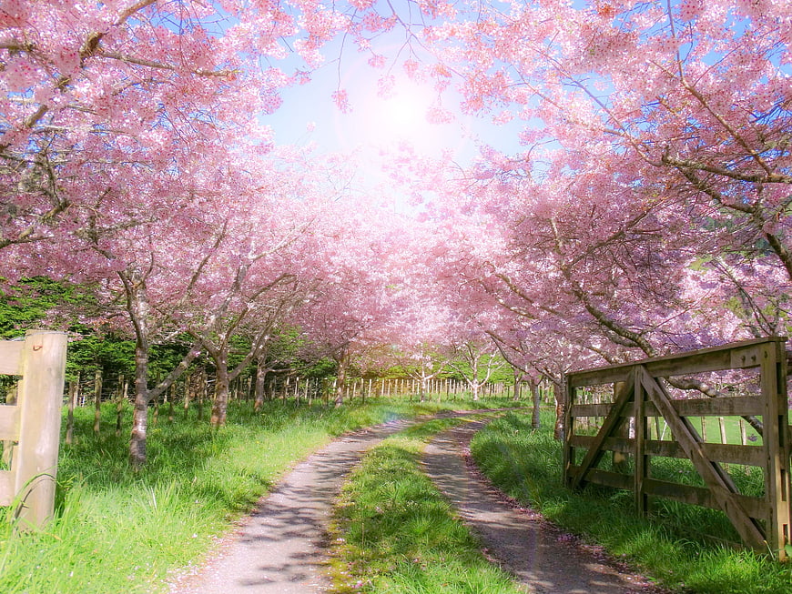 Cherry Blossom Tunnel Path With Wooden Farm Gate In Spring