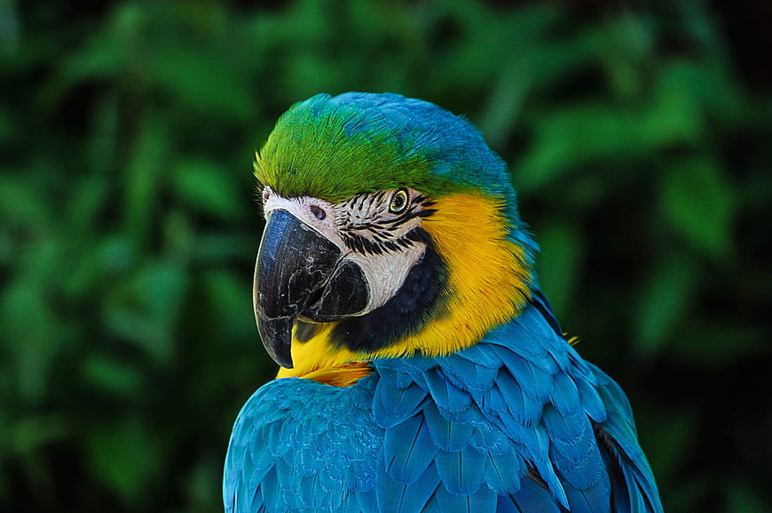 Close-up portrait of a blue and yellow macaw parrot