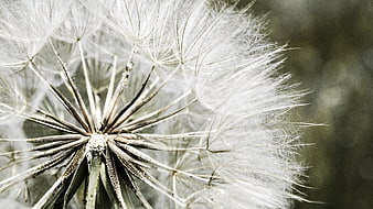 Macro photography of a dandelion seed head in nature