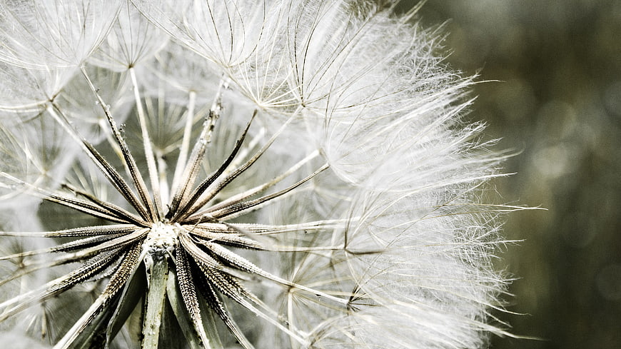 Macro photography of a dandelion seed head in nature