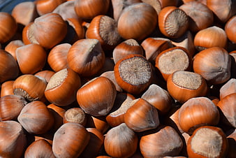 Close-up of raw hazelnuts in shell with natural texture