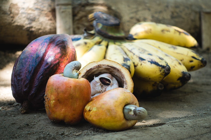 Tropical fruit arrangement with cashew, cacao, and bananas