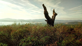 Dead Tree Stump in Coastal Scrubland Landscape