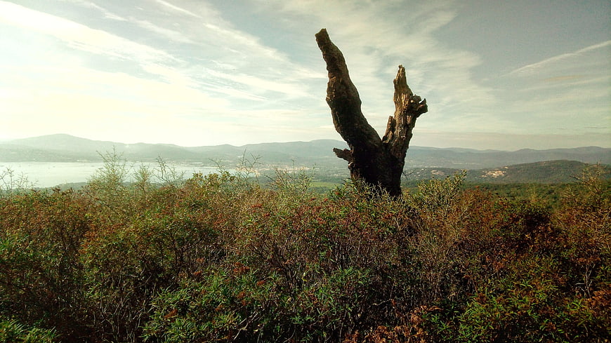 Dead Tree Stump in Coastal Scrubland Landscape