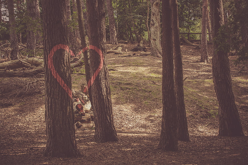 Red Heart Graffiti on Trees in Forest