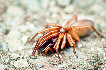 Close-up of a brown spider on textured ground