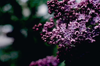 Close-up of purple lilac flowers with dark blurred background
