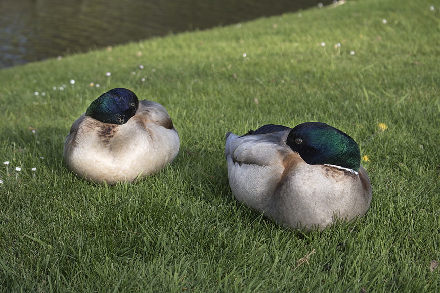Two sleeping mallard ducks resting on green grass